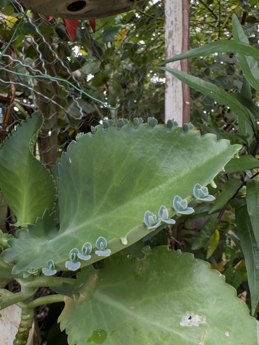 Kalanchoe Calandiva Laranja