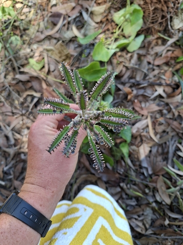 Kalanchoe Calandiva Laranja