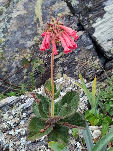 Gloxínia Bicolor com Bordas Brancas