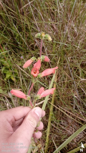 Gloxínia Bicolor com Bordas Brancas