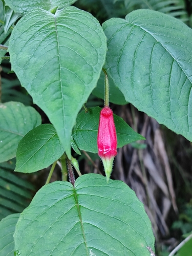 Brinco-de-princesa Vermelho de Vaso