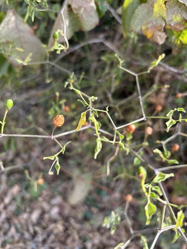 Pimenta de Vaso Dedo de Moça Ornamental