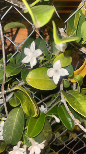 Jasmim de Madagascar de Vaso