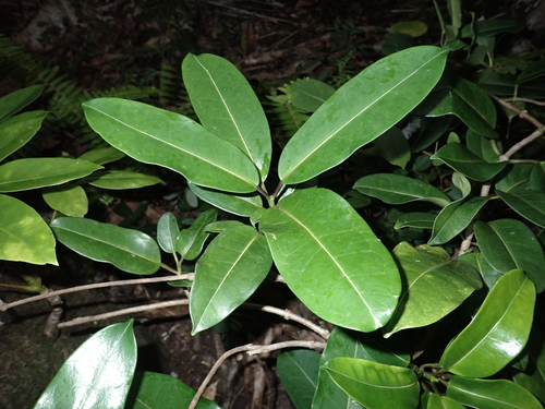 Jasmim de Madagascar de Vaso