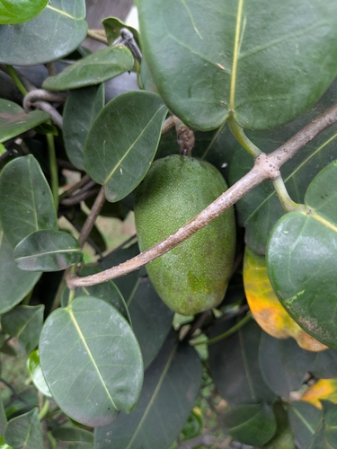 Jasmim de Madagascar de Vaso
