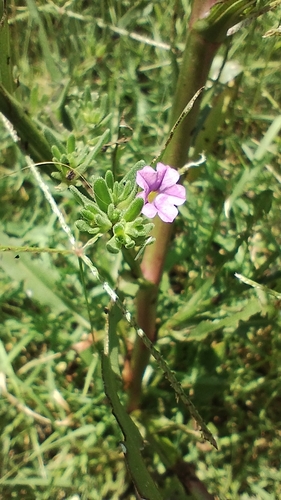 Calibrachoa Rosa de Vaso