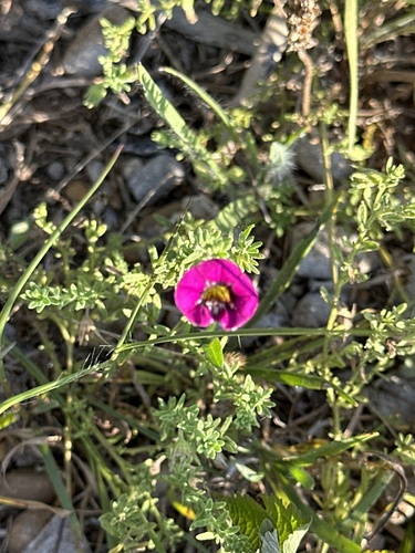 Calibrachoa Rosa de Vaso