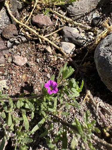 Calibrachoa Amarela de Vaso