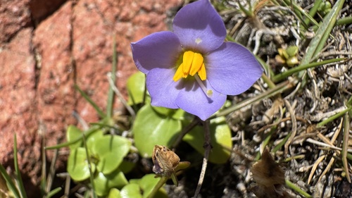 Violeta Persa Branca