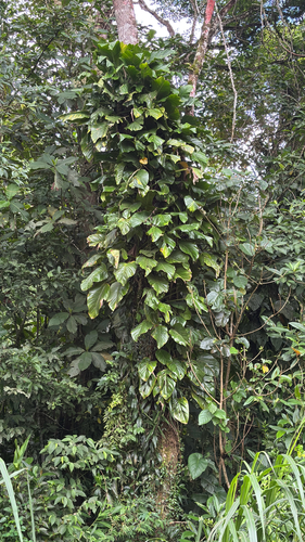 Monstera Subpinnata