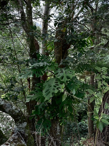 Monstera Subpinnata