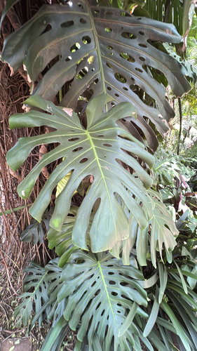 Monstera Subpinnata