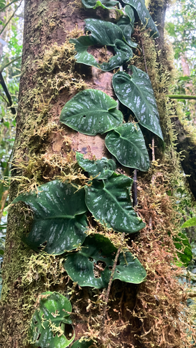Monstera Subpinnata