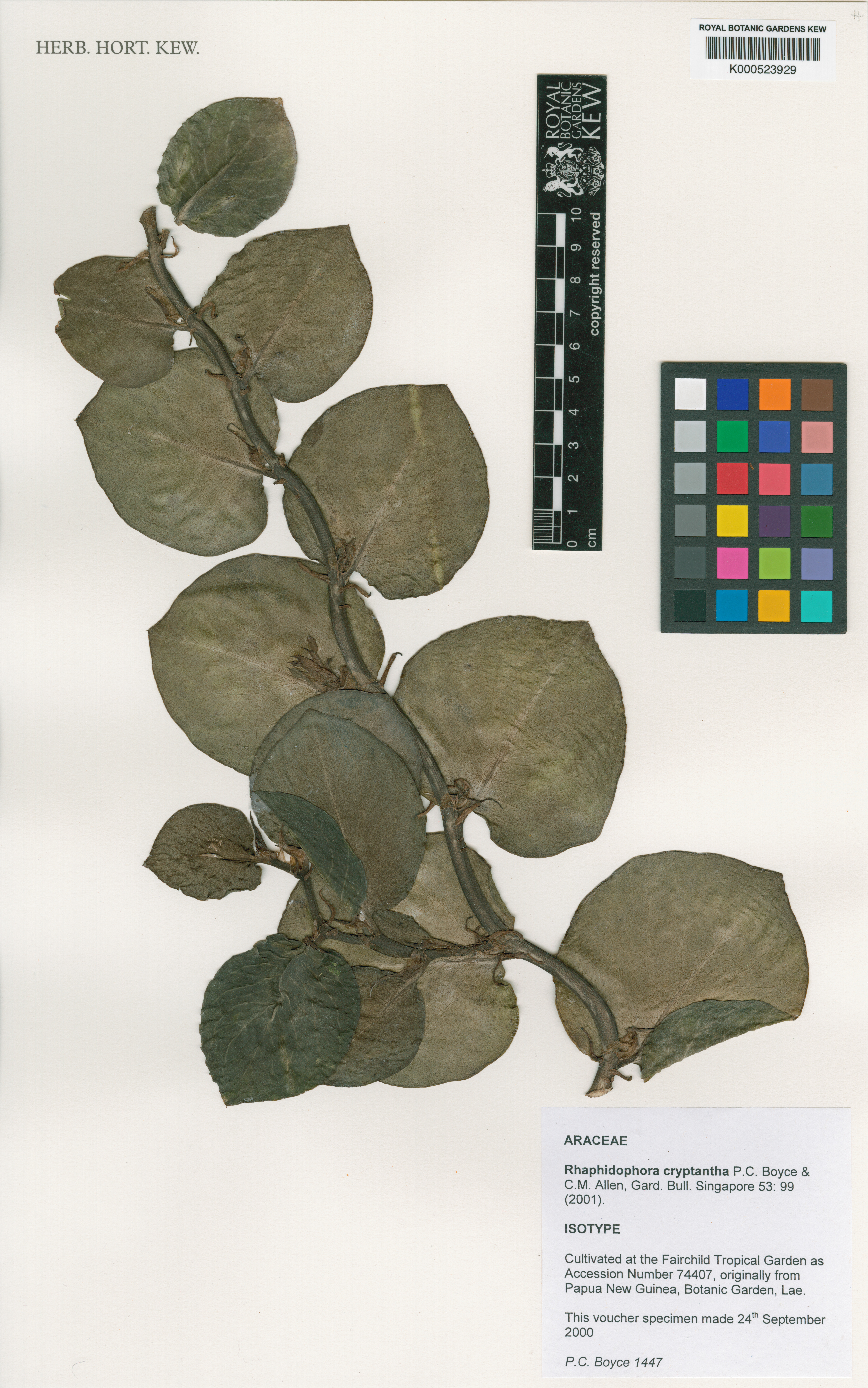Rhaphidophora Shingle Plant