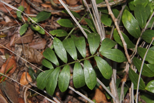 Zamioculca Clássica (ZZ Plant)