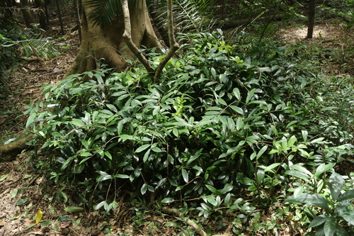 Zamioculca Preta (ZZ Raven)