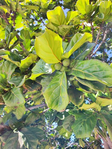Ficus Lira (Fiddle Leaf Fig)