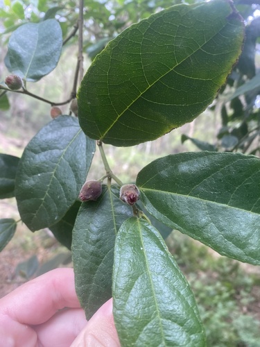 Ficus Triangular Variegado
