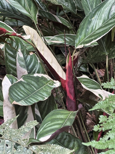 Maranta Cinza Gigante (Ctenanthe)