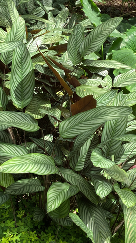 Maranta Burle Marx (Ctenanthe)