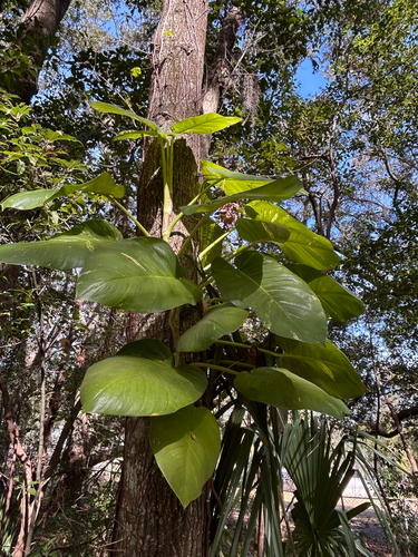 Jiboia Marble Queen