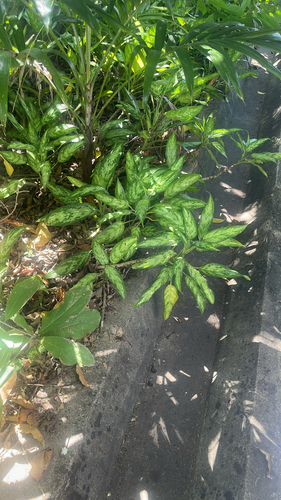 Aglaonema Silver Queen