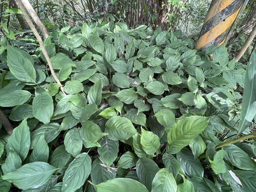 Aglaonema Silver Queen