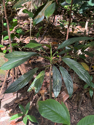Aglaonema Vermelha Red Gold