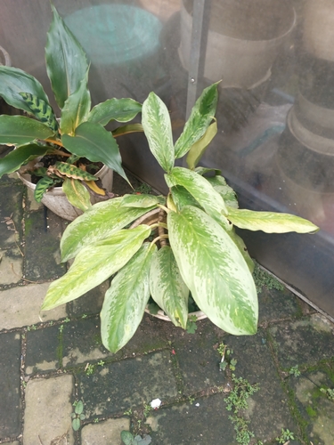 Aglaonema Vermelha Red Gold