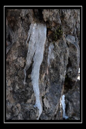 Asplênio Ninho de Pássaro