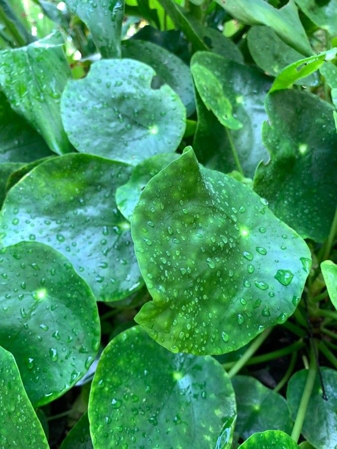 Planta Chinesa do Dinheiro (Pilea)