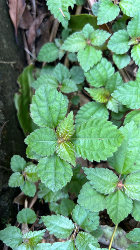 Pilea da Amizade de Coleção
