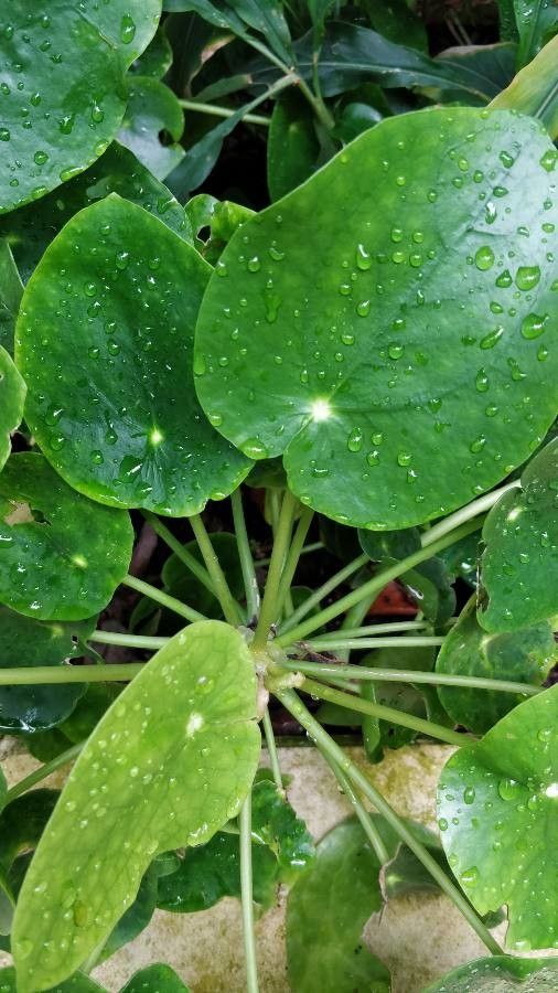 Pilea Chinesa Variegada Rara