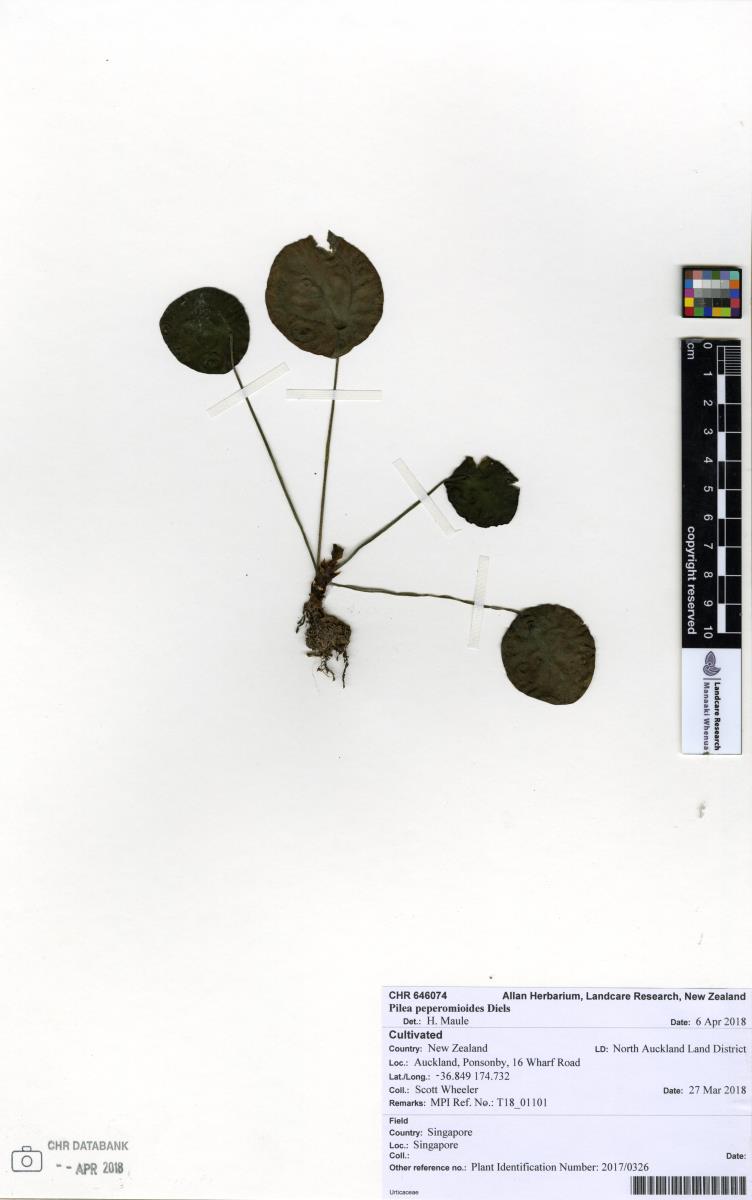 Pilea Chinesa Variegada Rara