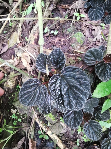 Peperômia Caperata Roxa de Vaso