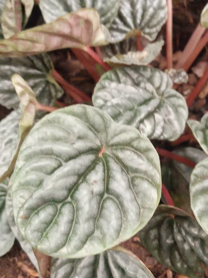 Peperômia Caperata Roxa de Vaso