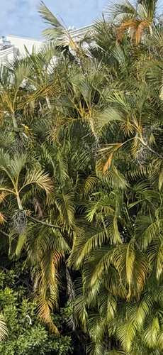 Palmeira Areca de Vaso