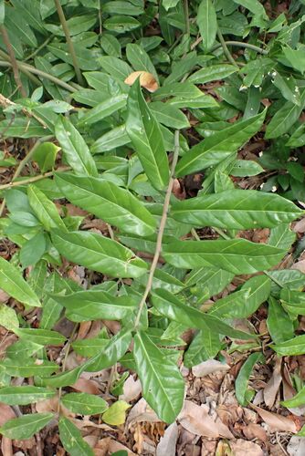 Zamioculca Camaleão Variegada