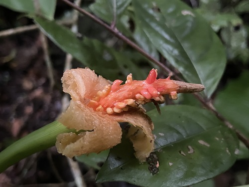 Alocásia Escama de Dragão (Dragon Scale)