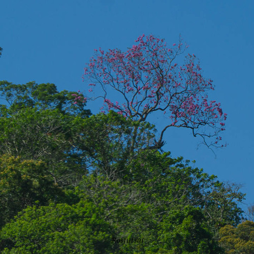 Ipê-roxo de Sete Folhas