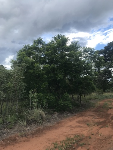 Jacarandá-mimoso Azul