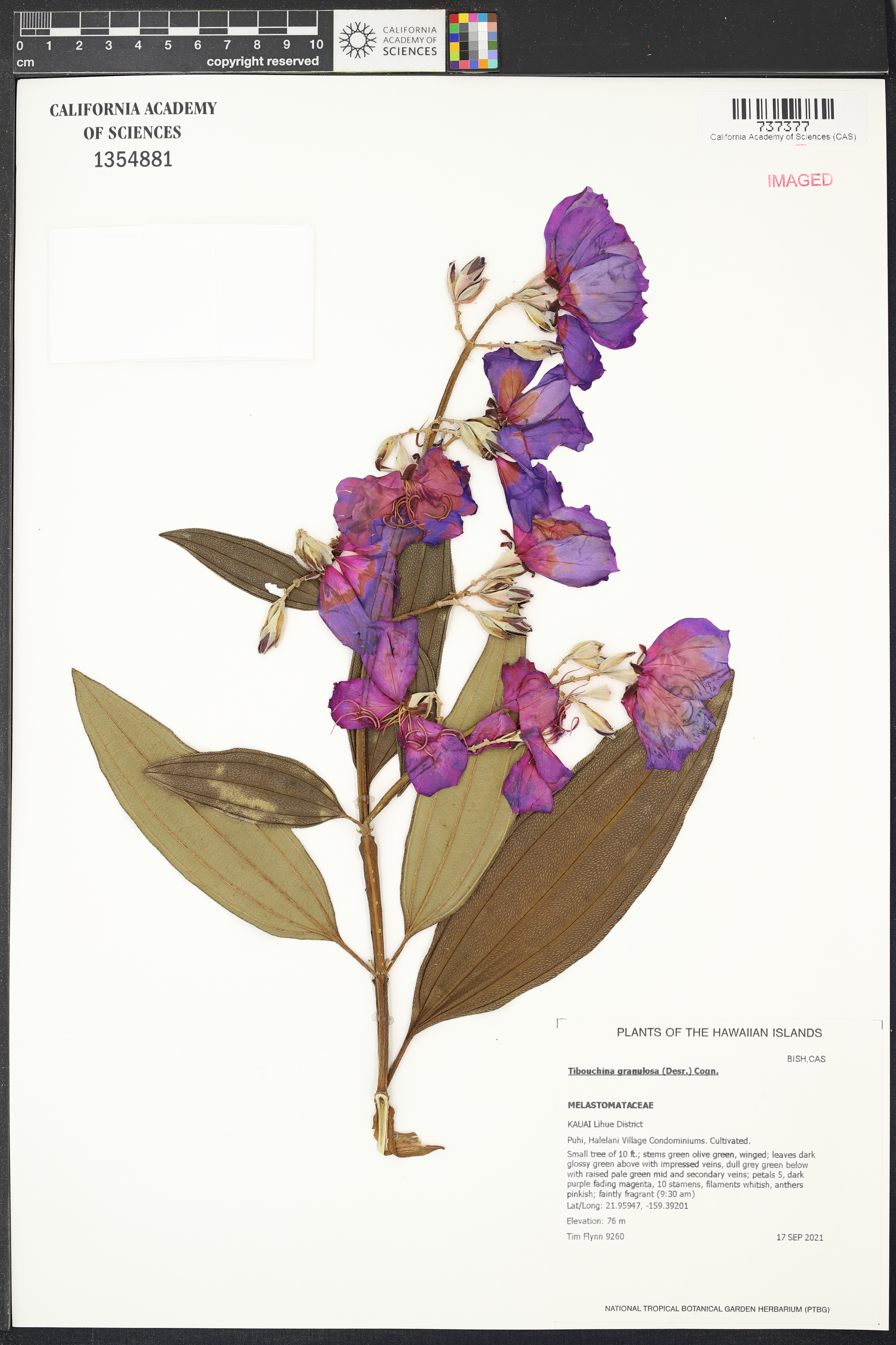 Quaresmeira Roxa Ornamental