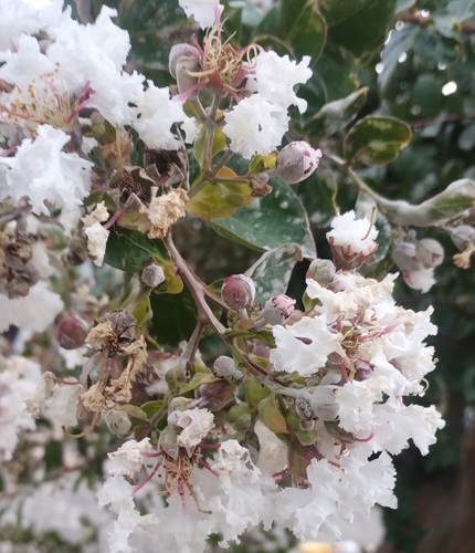 Resedá Rosa de Calçada