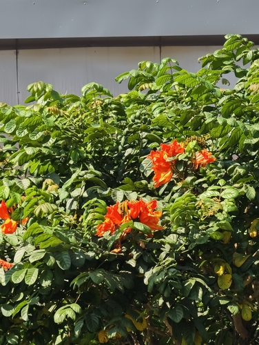 Bisnagueira (Tulipa do Gabão)