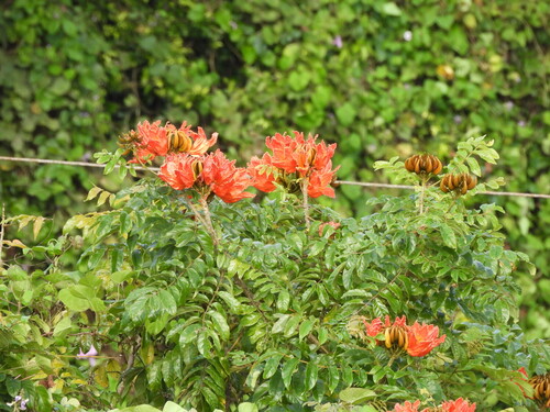 Bisnagueira de Flores Amarelas