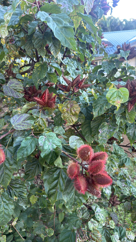 Urucum de Flores Rosas