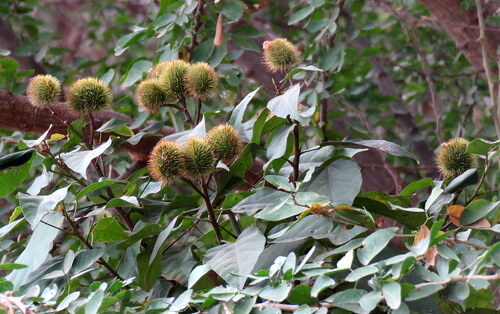Urucum de Flores Rosas