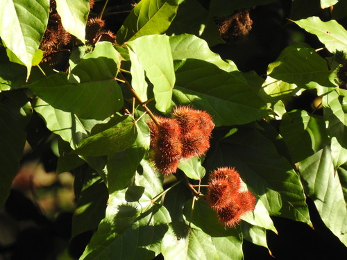 Urucum de Flores Brancas