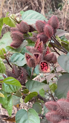Urucum de Flores Brancas