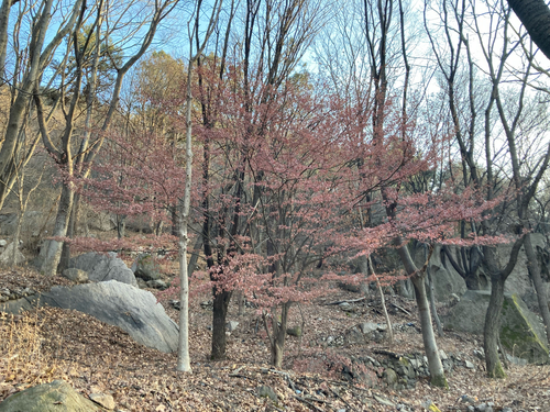 Bordo-japonês Vermelho (Japanese Maple)